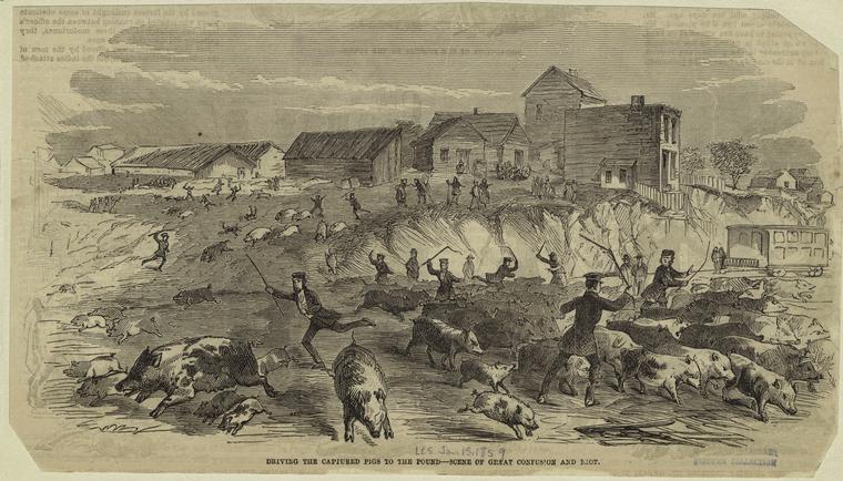 A stark scene from the so-called Piggery Wars of 1859 -- "Driving The Captured Pigs To The Pound : Scene Of Great Confusion And Riot." From Frank Leslie's Illustrated Newspaper, courtesy New York Public LIbrary