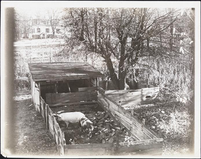 By 1910, pigs had all but vanished from Manhattan.  The caption of this picture reads "Only pig sty on Manhattan Island." Courtesy Museum of the City of New York 