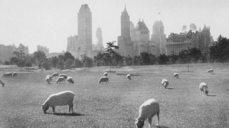 The menagerie of New York: A colorful look at the ‘Wild City’